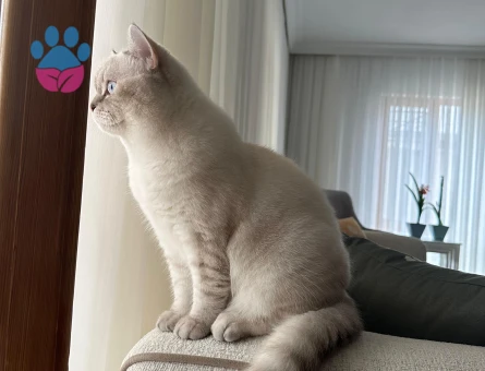British Shorthair 1.5 Yaşında Kedim Eş Arıyor