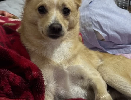 Erkek Köpeğime Eş Arıyorum – İstanbul Bayrampaşa - 118977385