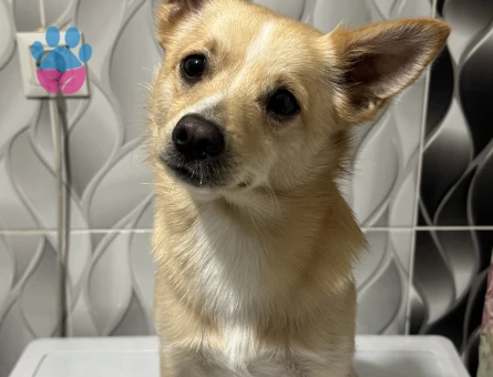 Erkek Köpeğime Eş Arıyorum – İstanbul Bayrampaşa