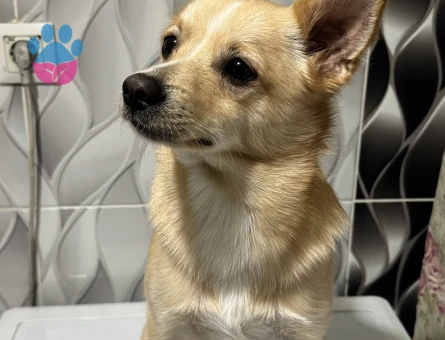 Erkek Köpeğime Eş Arıyorum – İstanbul Bayrampaşa