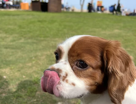 3 yaşında cavalier king charles - 118977386