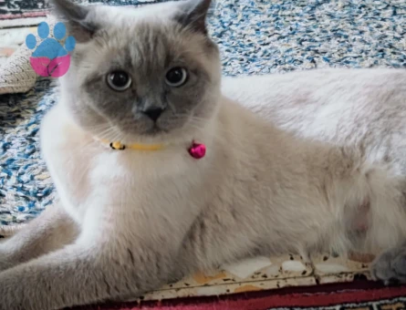 Biritish dişi kedimize erkek eş adayı arıyoruz