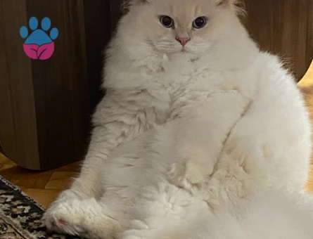 Oğluma eş arıyorum