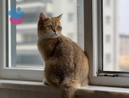 ALİCE BRI NY11 SAFKAN KIZIMA ERKEK ARIYORUZ.