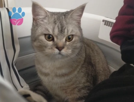 British shorthair silver 1 Yaşında Eş Arıyor