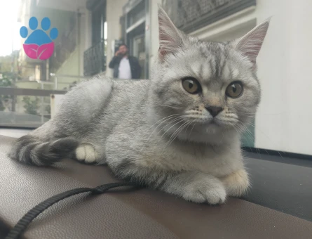 British shorthair silver 1 Yaşında Eş Arıyor