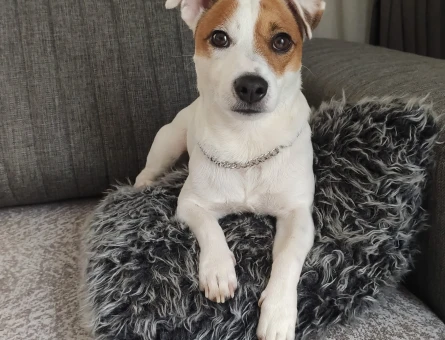 3 Yaşında jack russell Eş Arıyor - 118969813