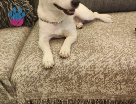 3 Yaşında jack russell Eş Arıyor