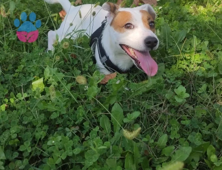 3 Yaşında jack russell Eş Arıyor