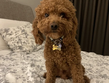 Toy Poodle cinsi oğluma eş arıyorum - 118969814