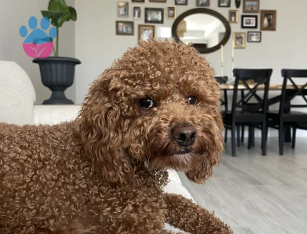 Toy Poodle cinsi oğluma eş arıyorum