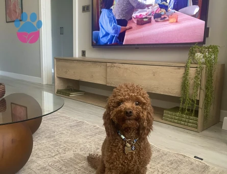 Toy Poodle cinsi oğluma eş arıyorum