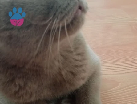 British SHorthair 1 Yaşında Eş Arıyor