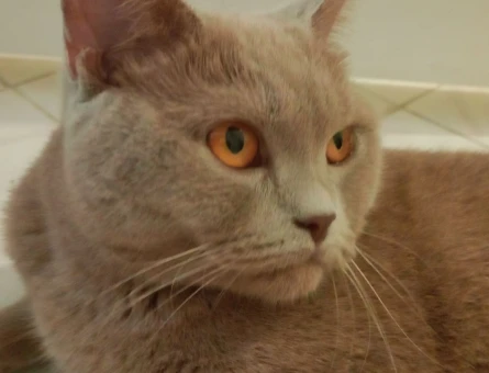British SHorthair 1 Yaşında Eş Arıyor - 118969828