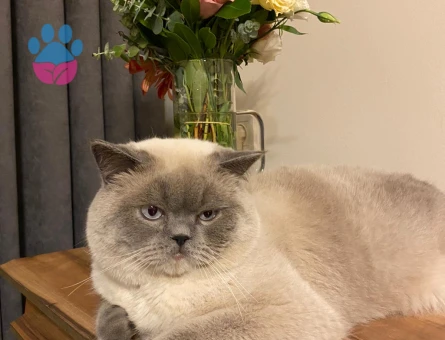 Blue Point Oğlumuza Eş Arıyoruz 1 Yaşında