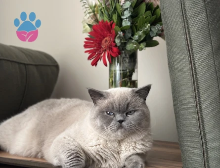 Blue Point Oğlumuza Eş Arıyoruz 1 Yaşında