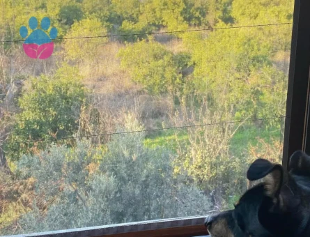 Cepın a dişi eş arıyorum