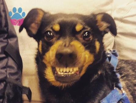 Cepın a dişi eş arıyorum