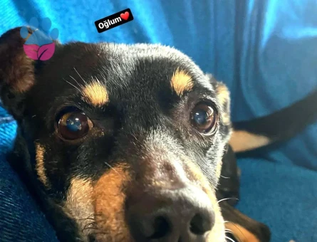 Cepın a dişi eş arıyorum