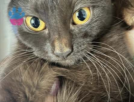 Kızıma eş arıyorum