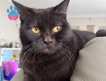 Kızıma eş arıyorum