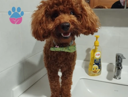 Ciflestirmek istiyorum