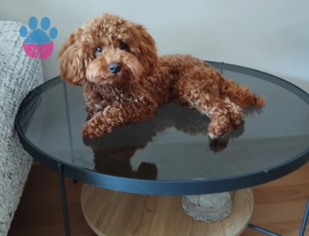 Ciflestirmek istiyorum