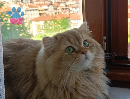 10 Aylık British longhair Kedim Eş Arıyor