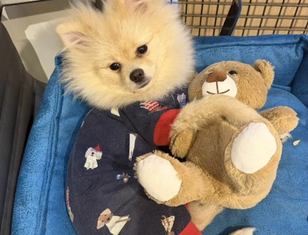 Pomeranian Köpeğimiz için Eş arıyoruz - 118984274