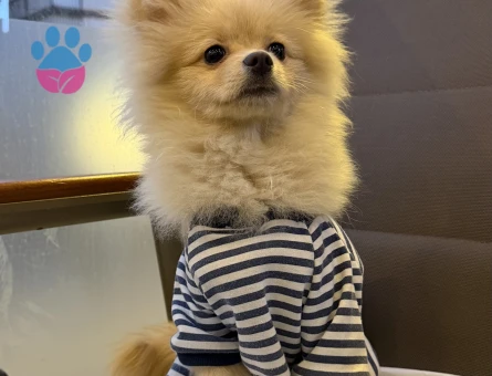 Pomeranian Köpeğimiz için Eş arıyoruz