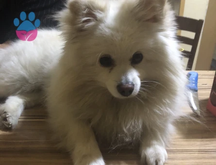 Pomerang fox face