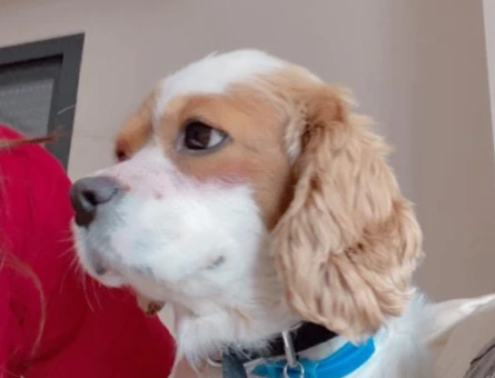 King Charles Dişi Köpeğime Eş Arıyorum - 118970482