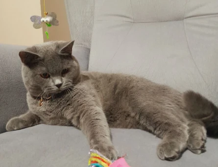 British Shorthair 1,5 Yaşında Eş Arıyor - 118970486