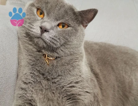 British Shorthair 1,5 Yaşında Eş Arıyor