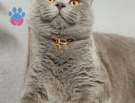British Shorthair 1,5 Yaşında Eş Arıyor