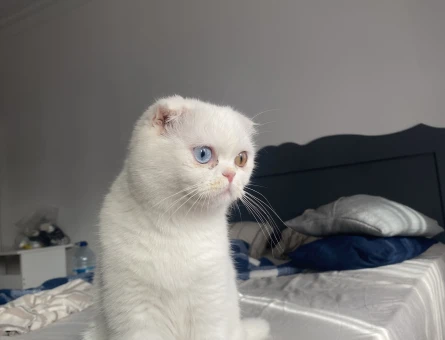Cins kedi - 118978629