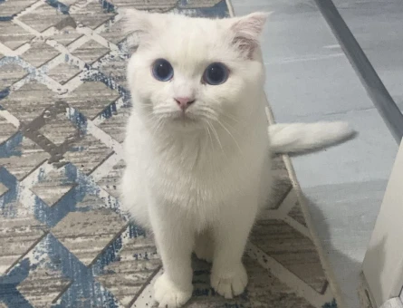 Scottish Fold Short - 118978635
