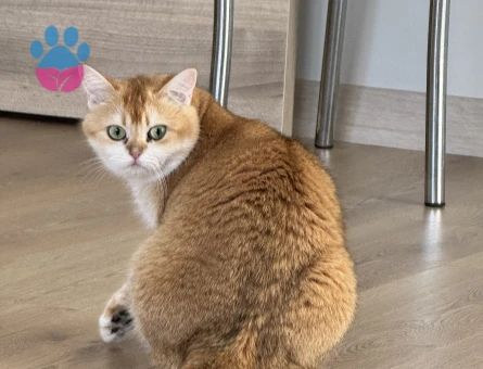 British Shorthair Golden Kızımıza Eş Arıyoruz
