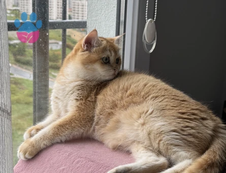 British Shorthair Golden Kızımıza Eş Arıyoruz