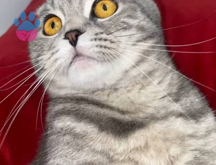 Kızımıza eş arıyoruz