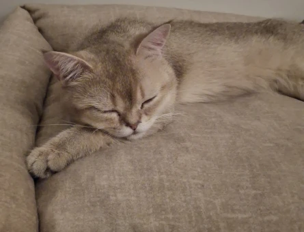 British Shorthair Golden - 118978644