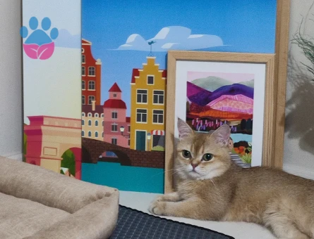 British Shorthair Golden