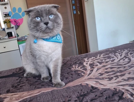 Scottish Fold Oğluma Eş Arıyoruz