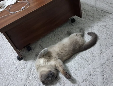 Scottish Fold Oğluma Eş Arıyoruz - 118984566