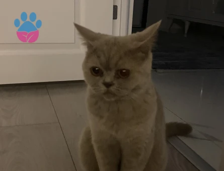 1 Yaşında British Shorthair Eş Aranıyor