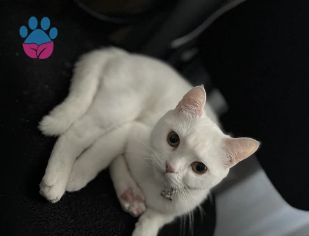 British Shorthair Kedime Erkek Eş arıyorum - 118984570