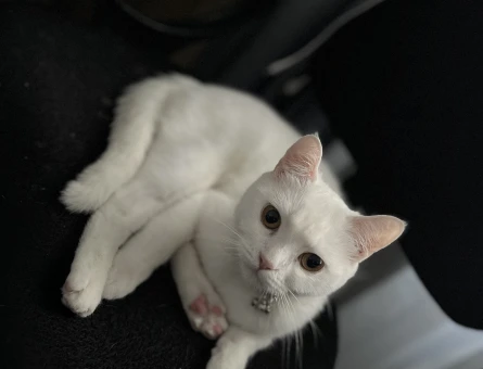 British Shorthair Kedime Erkek Eş arıyorum - 118984570