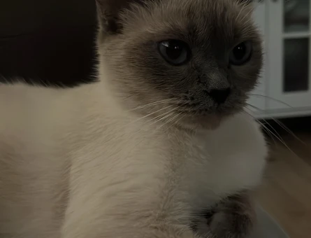 British Shorthair 1 Yaşında - 118984571