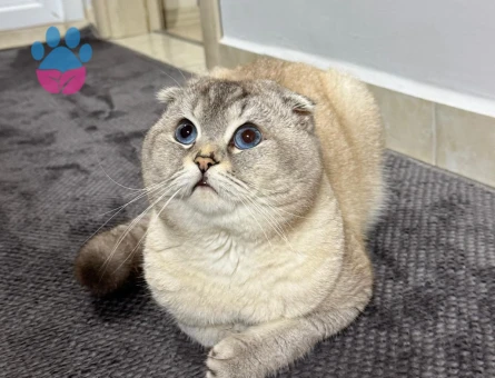 Scottish Fold 1 Yaşında Eş Arıyor
