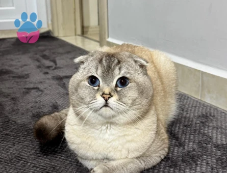 Scottish Fold 1 Yaşında Eş Arıyor